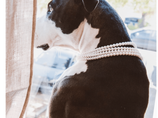dog-looking-out Pet dog looking out of the window