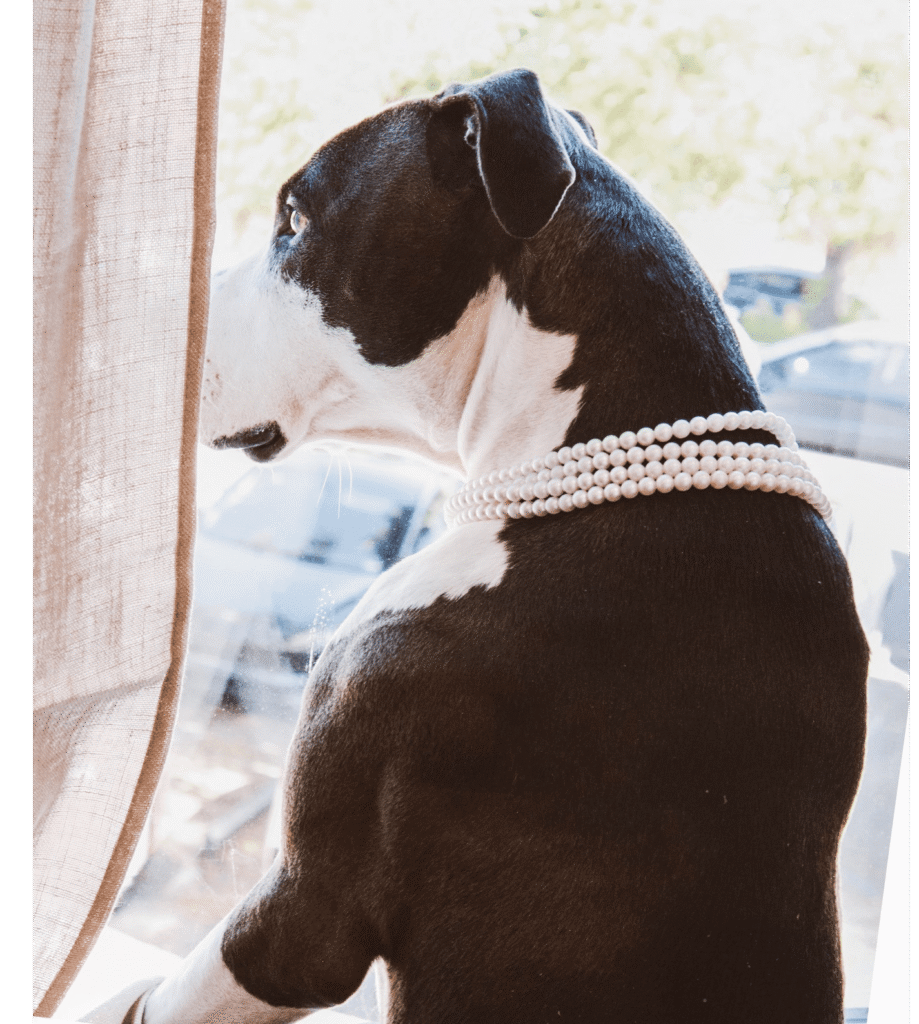 dog-looking-out Pet dog looking out of the window